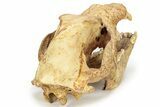 Fossil Cave Bear (Ursus Spelaeus) Skull - Romania #227515-6